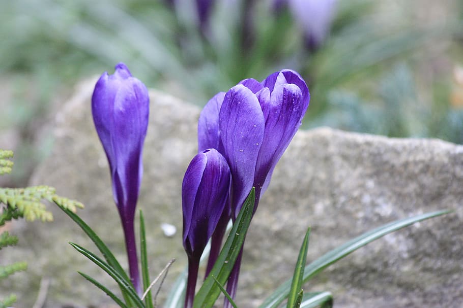 spring, nature, flower, flowers, beautiful, flora, plant, flowering plant HD wallpaper