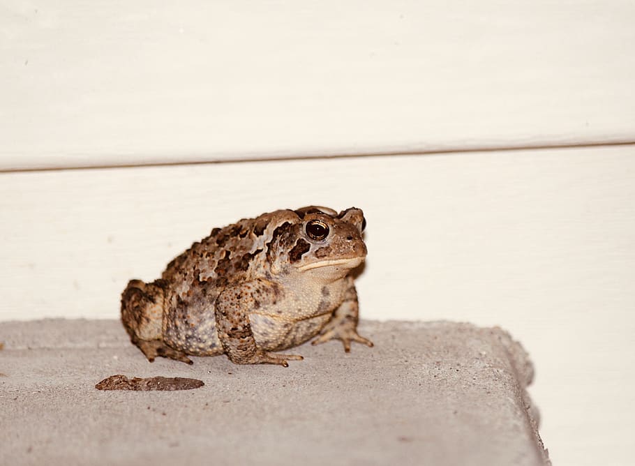 frog, nature, pet, toad, animal, eyes, portrait, pets, frogs HD wallpaper