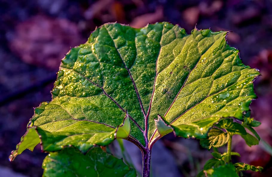 nature, incomplete, leaf, structure, veins, purple, green, branches HD wallpaper