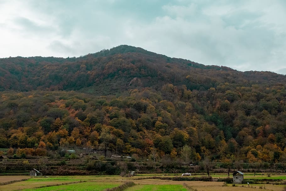 cloudy, sky, mountains, woods, trees, autumn, fall, plant, beauty in nature HD wallpaper