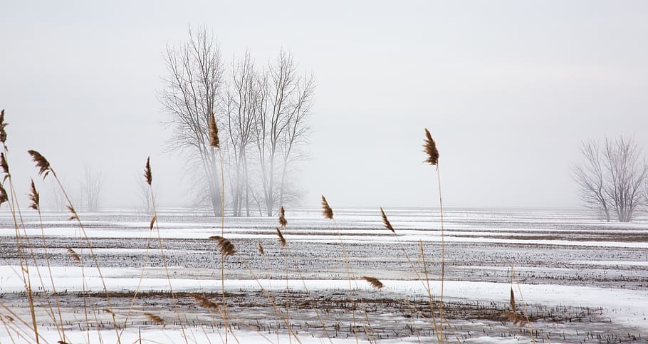 winter, fog, cold temperature, snow, beauty in nature, tree HD wallpaper