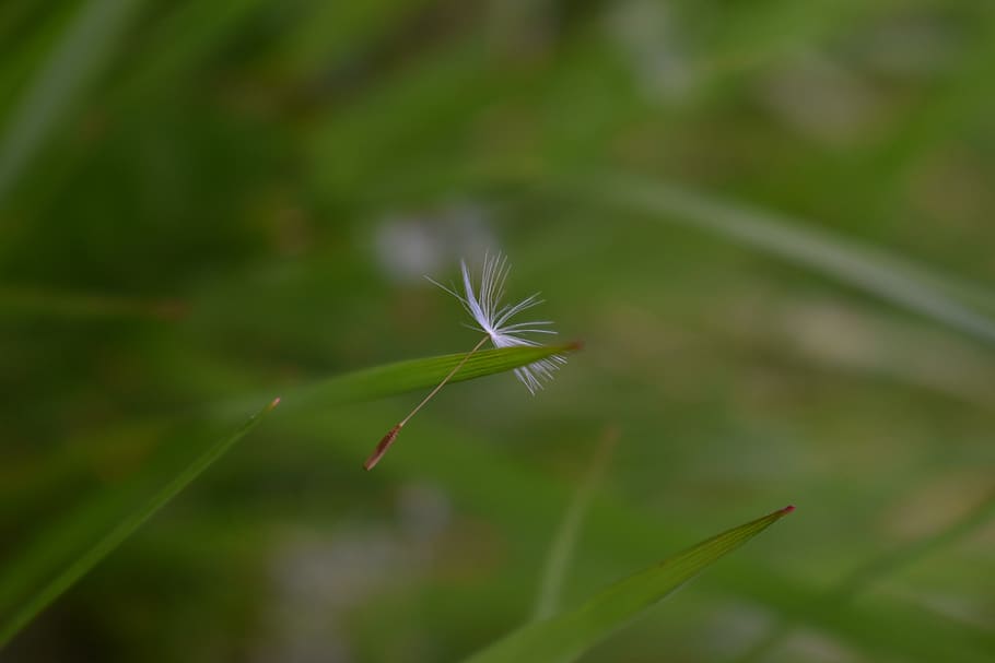 dandelion, seed, grass, background, wallpaper, flower, nature HD wallpaper