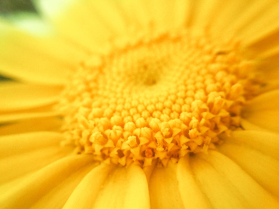 flower, flowering plant, fragility, vulnerability, flower head HD wallpaper