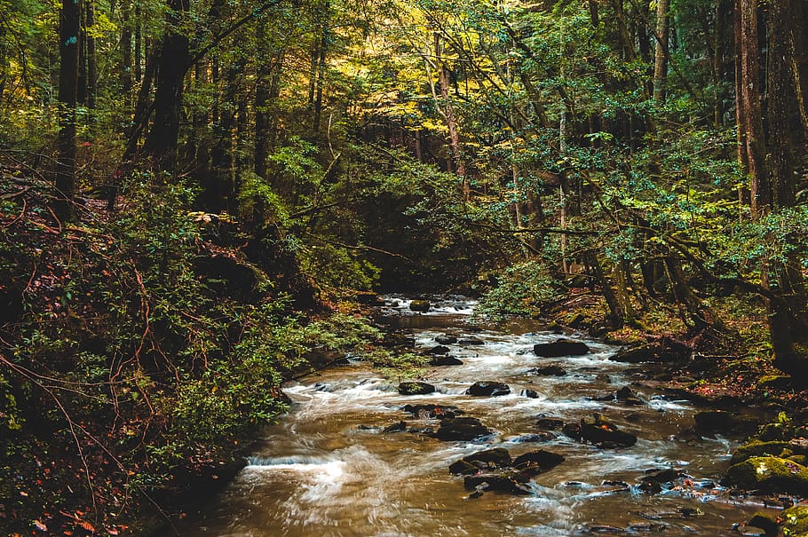 fall, creek, stream, water, forest, tree, plant, beauty in nature HD wallpaper