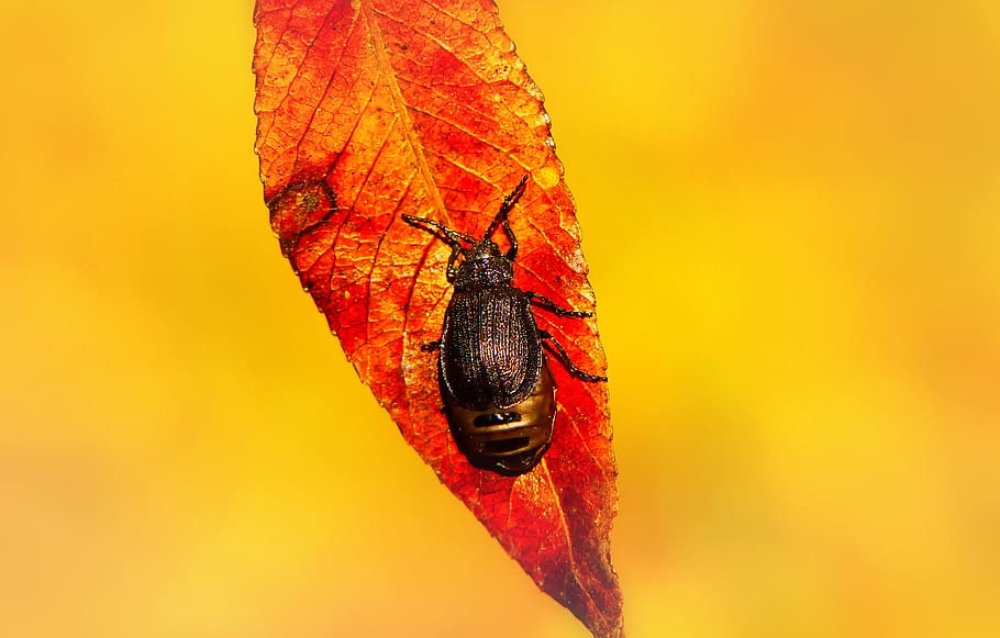 black bug on red leaf, plant, invertebrate, insect, animal, veins HD wallpaper