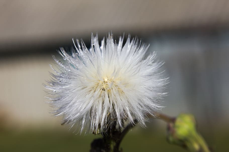 dandelion, flower, macro, nature, field, grass, green, flowering plant HD wallpaper