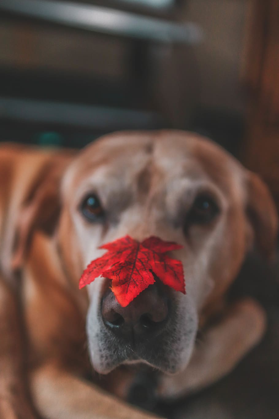 yellow labrador retriver with maple leaf on nose, mammal, animal, HD wallpaper