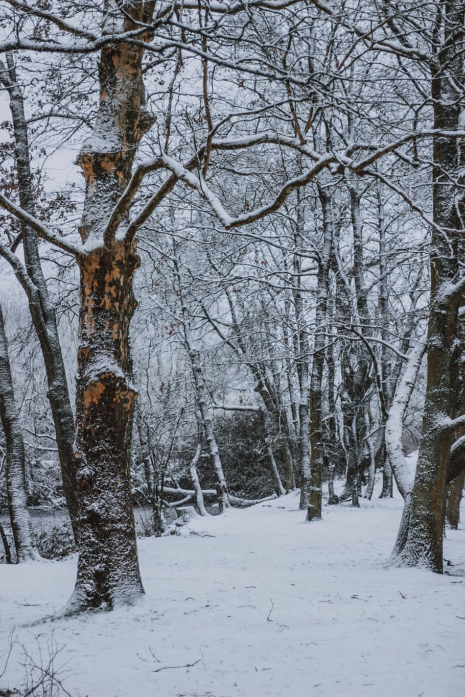 trees with snow field, cold temperature, winter, bare tree, plant HD wallpaper