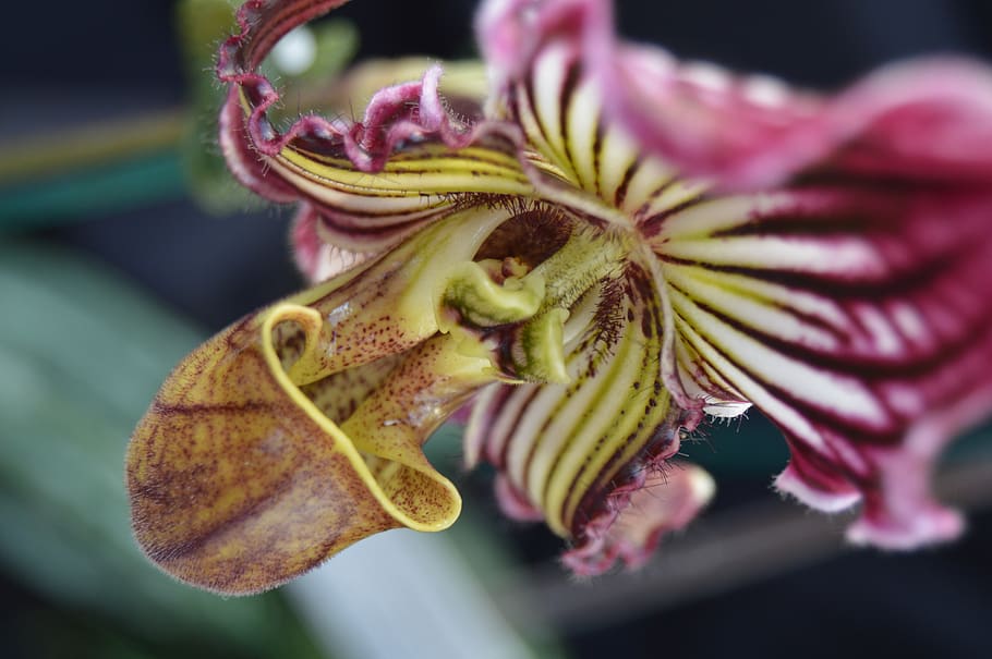 orchid, close-up, flower, flowering plant, beauty in nature HD wallpaper