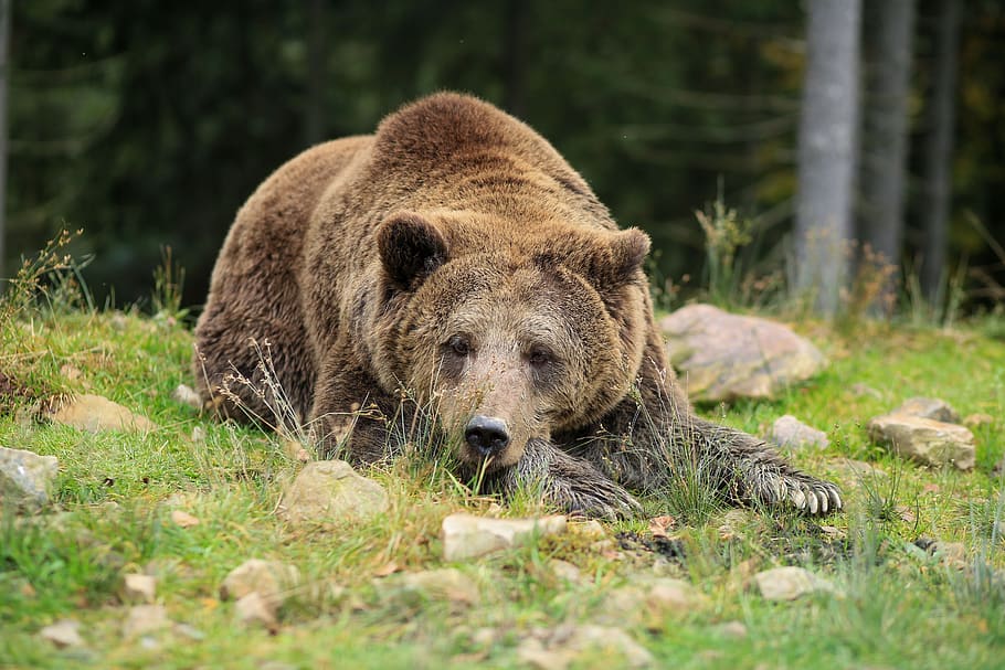 bear, brown, reserve, forest, animal, predator, lies, vacation HD wallpaper