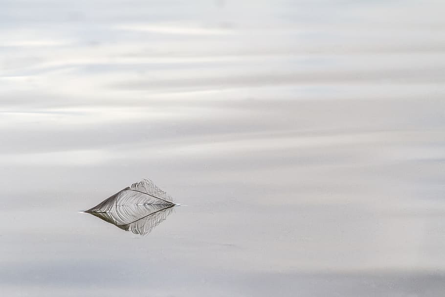 water, feather, light, reflection, mourning, grief, soft, paper HD wallpaper
