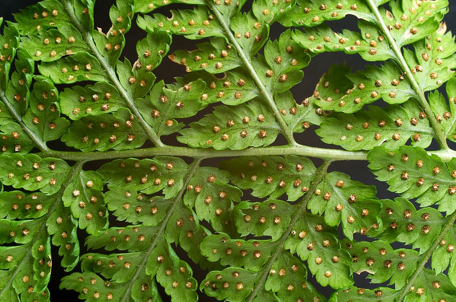 green fern, plant, leaf, leaves, macro, nature, food, vegetable HD wallpaper
