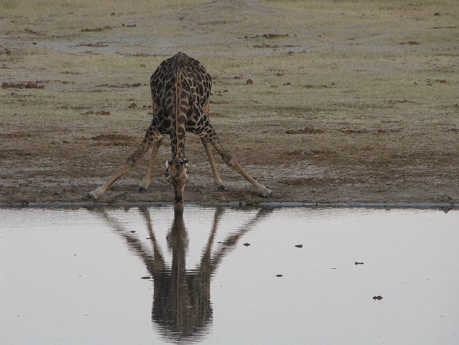 water hole, africa, giraffe, animal wildlife, animal themes