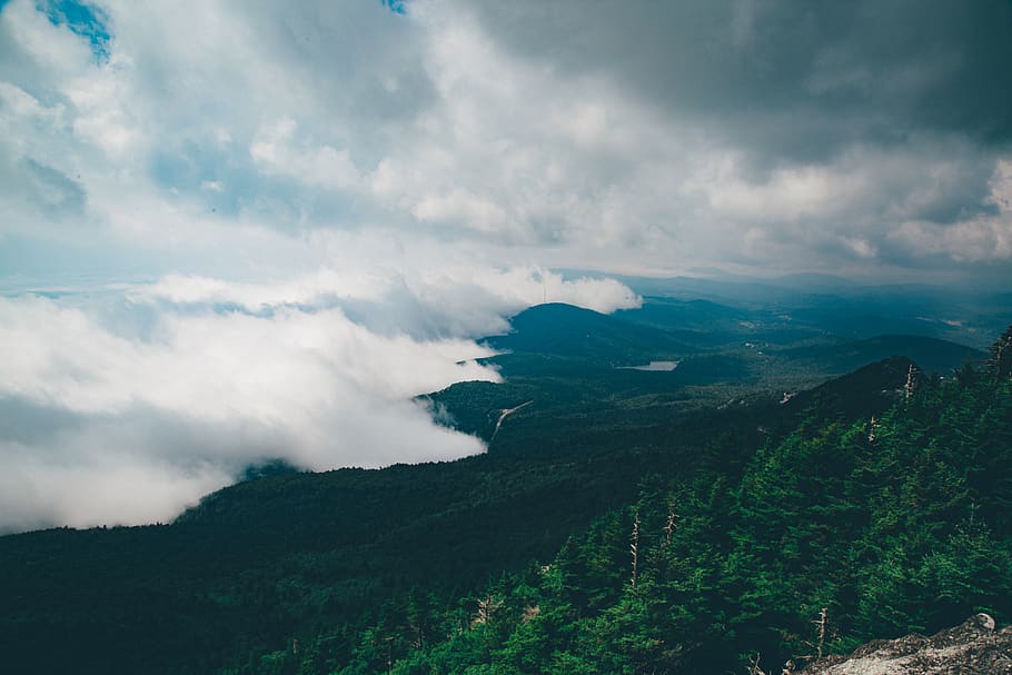 tree, trees, mountain, mountains, forest, wild, wilderness HD wallpaper