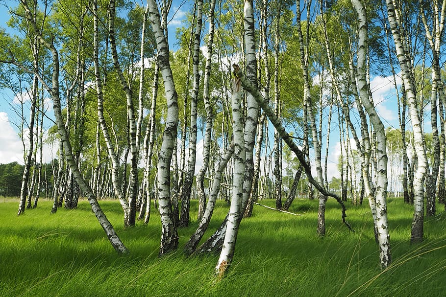 germany, lohheide, bergen-hohne nato base, birch, nature, tree, HD wallpaper