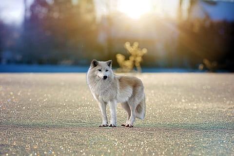 snow, wolf, animal, predator, wild, portrait, carnivores, mammal HD wallpaper