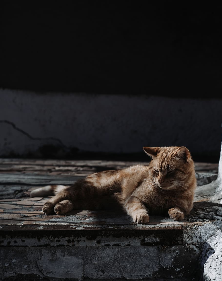 orange tabby cat on floor, mammal, domestic, domestic cat, feline HD wallpaper