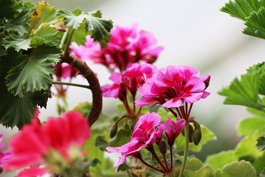 flower, geranium, bloom, purple, plant, red, blossom, summer HD wallpaper