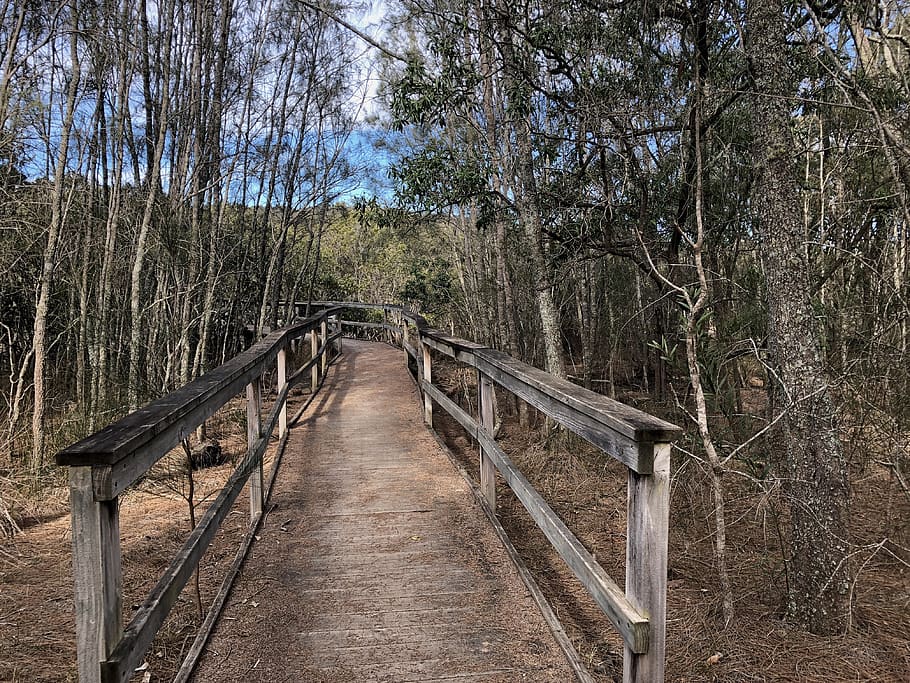 australia, surfside, cullendulla track, trees, durras, boardwalk HD wallpaper