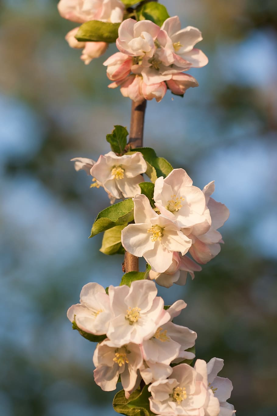spring, flower, flowers, background, focus, closeup, outdoor HD wallpaper