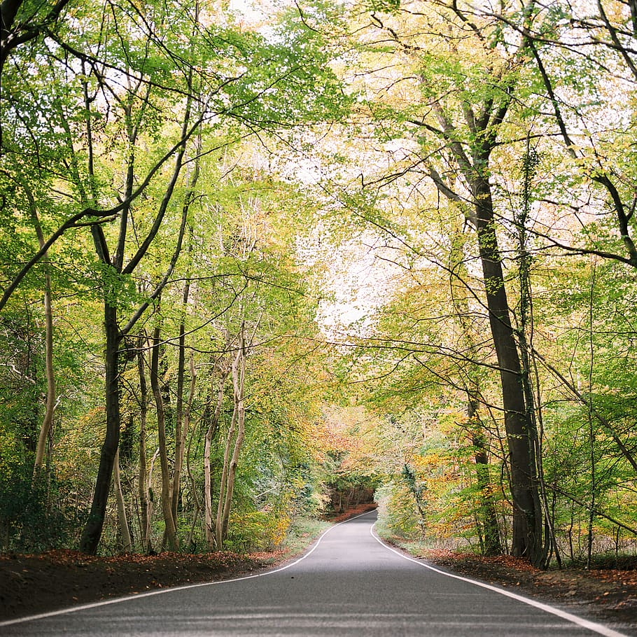 fall, landscape, autumn, road, forest, tree, plant, the way forward HD wallpaper