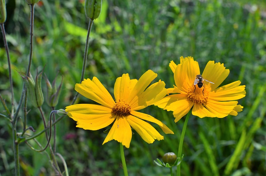 daisies, wildflowers, api, spring, nature, yellow, flowering plant HD wallpaper