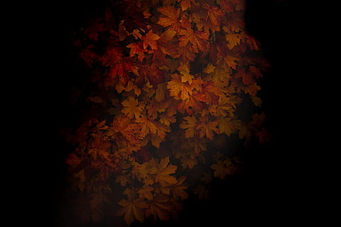 red and brown leaves, black background, close-up, no people, studio shot HD wallpaper