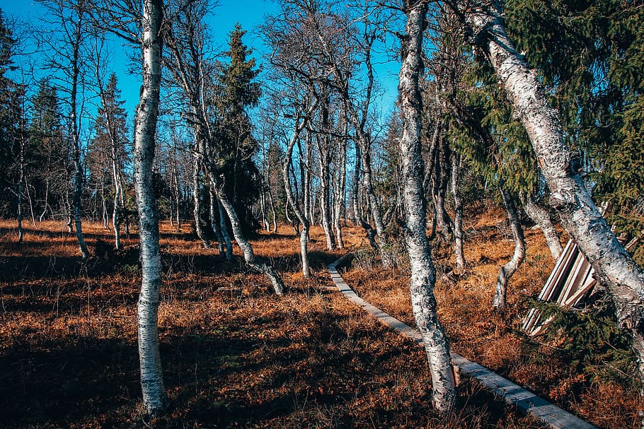 pathway beside trees, plant, tree trunk, ground, birch, nature HD wallpaper