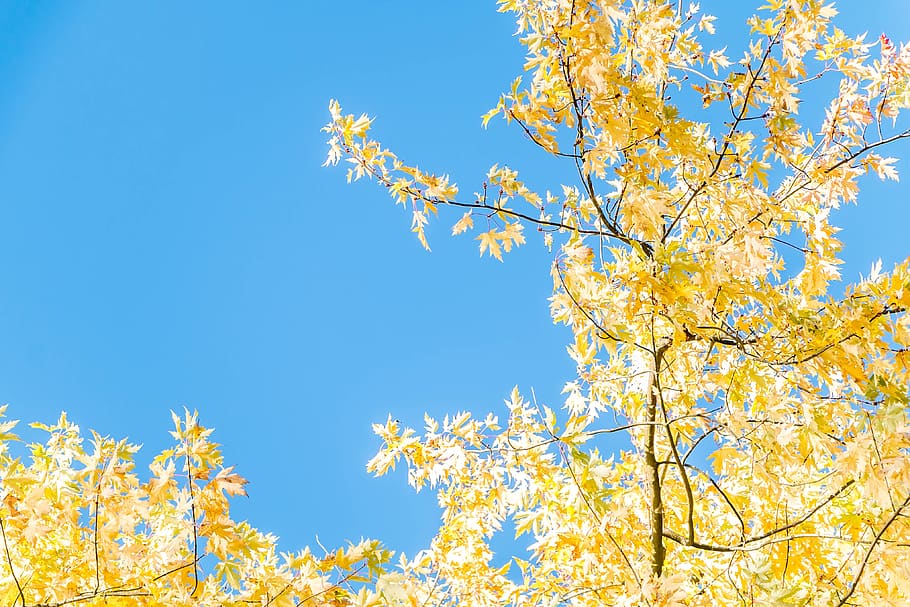 tree, sun, blue sky, light, sunset, atmosphere, partly cloudy HD wallpaper