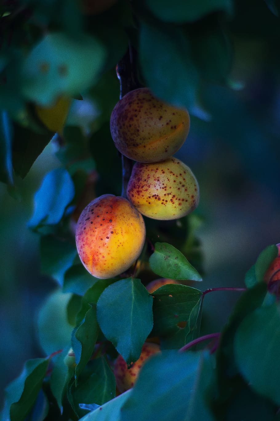 fruit, tree, beautiful, nature, apricot, food and drink, healthy eating HD wallpaper