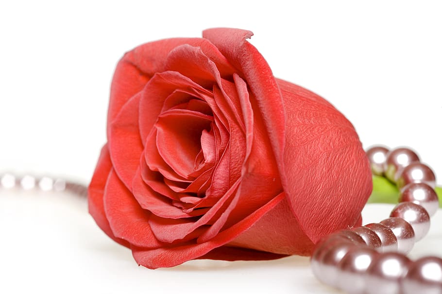 rose, red, white, flores, closeup, isolated, decoration, bud