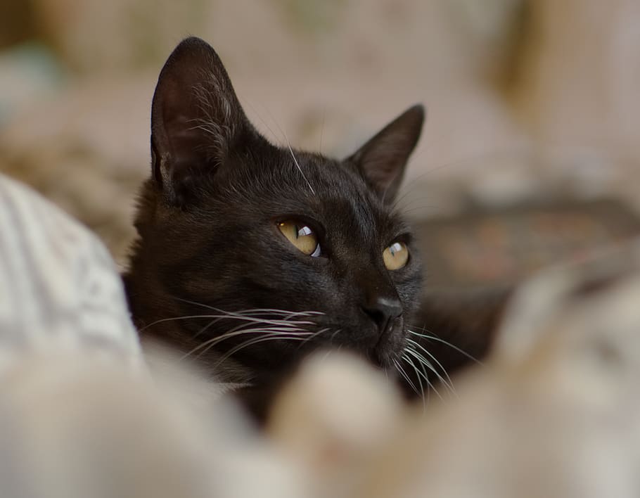 black cat selective focus photography, pets, domestic, domestic animals HD wallpaper
