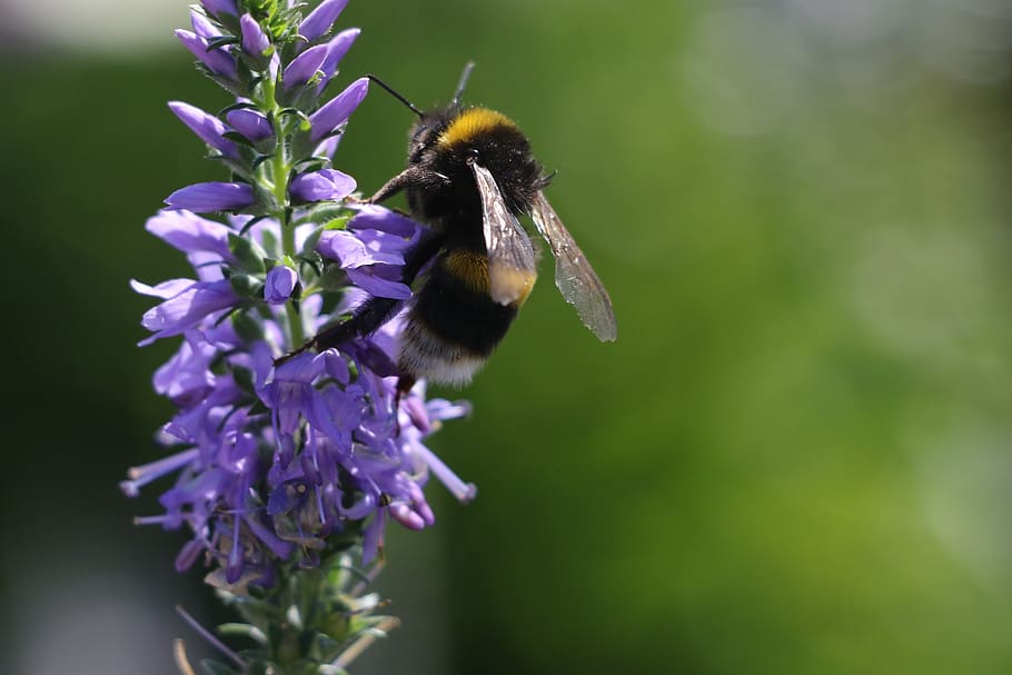 wasps, bees, insect, flowering plant, invertebrate, animal HD wallpaper