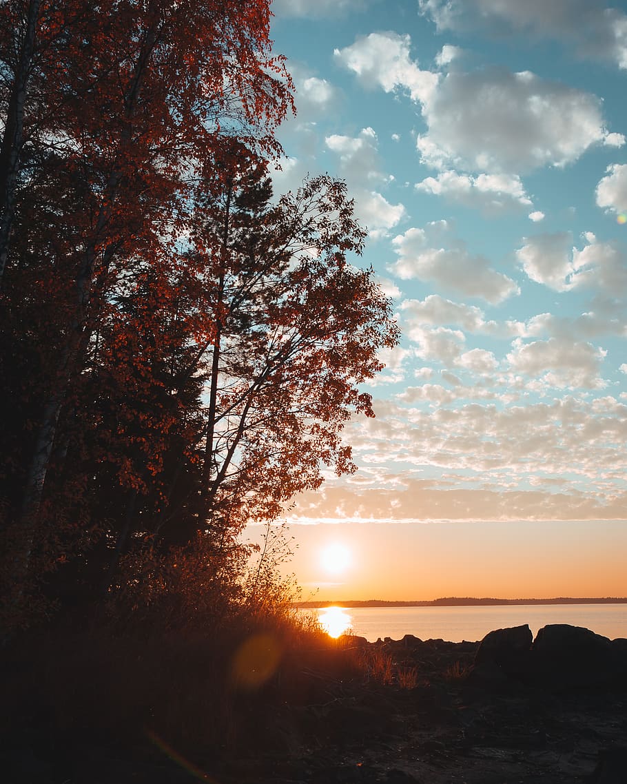 brown-leafed tree, nature, outdoors, sunlight, flare, sky, dawn HD wallpaper