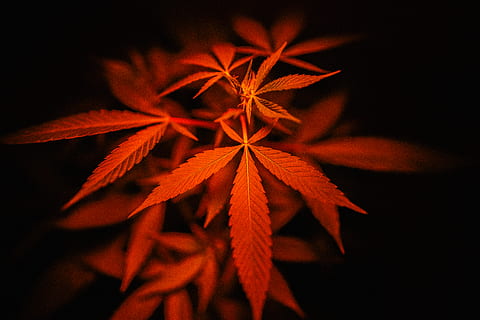 red leaf, plant, tree, maple leaf, weed, vegetation, outdoors HD wallpaper