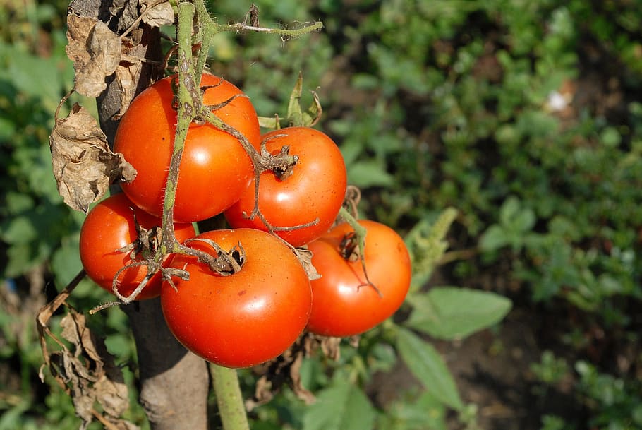 tomatoes, red, garden, vegetables, food and drink, fruit, healthy eating HD wallpaper