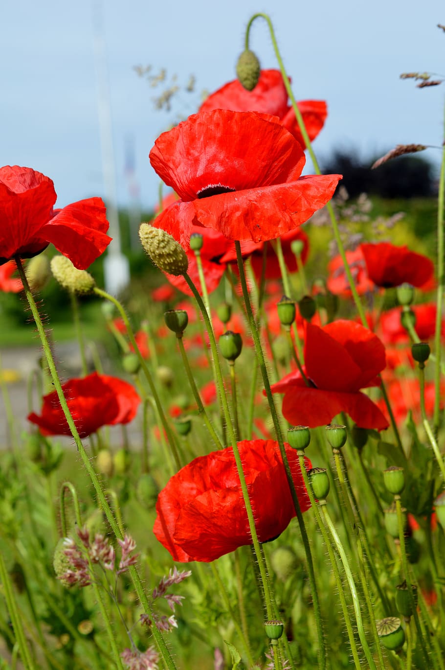 Red summer фото