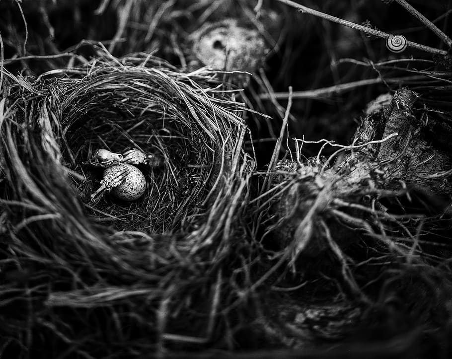 egg, bird, nest, skeleton, skull, hand, guardian, creepy, halloween HD wallpaper
