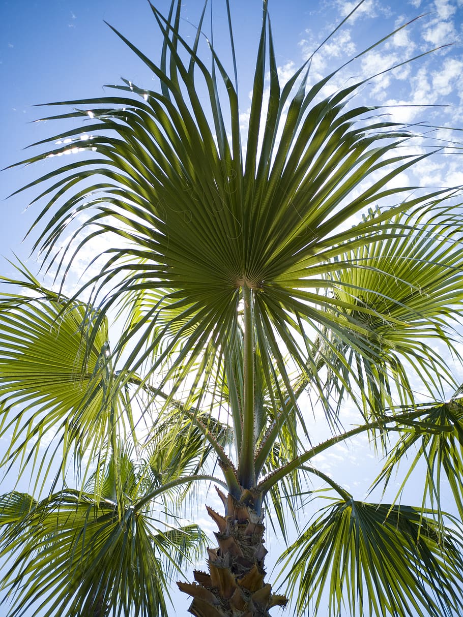 palm, tree, leaves, green, nature, forest, botanical, travel HD wallpaper