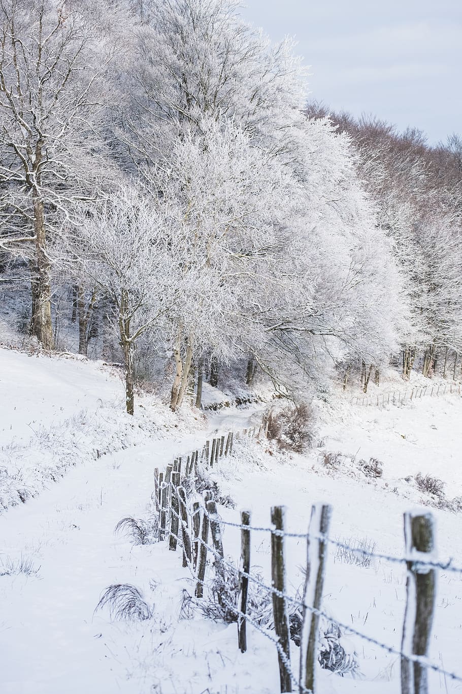 tree covered in snow, cold temperature, winter, plant, white color HD wallpaper