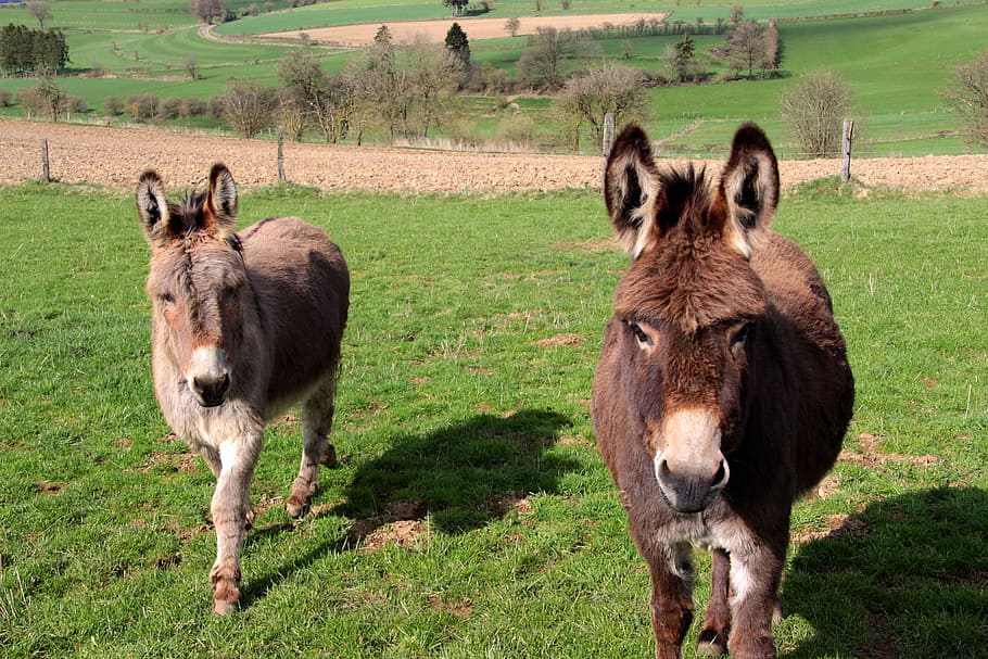 donkey, stable, wild, animal, nature, farm, group of animals HD wallpaper