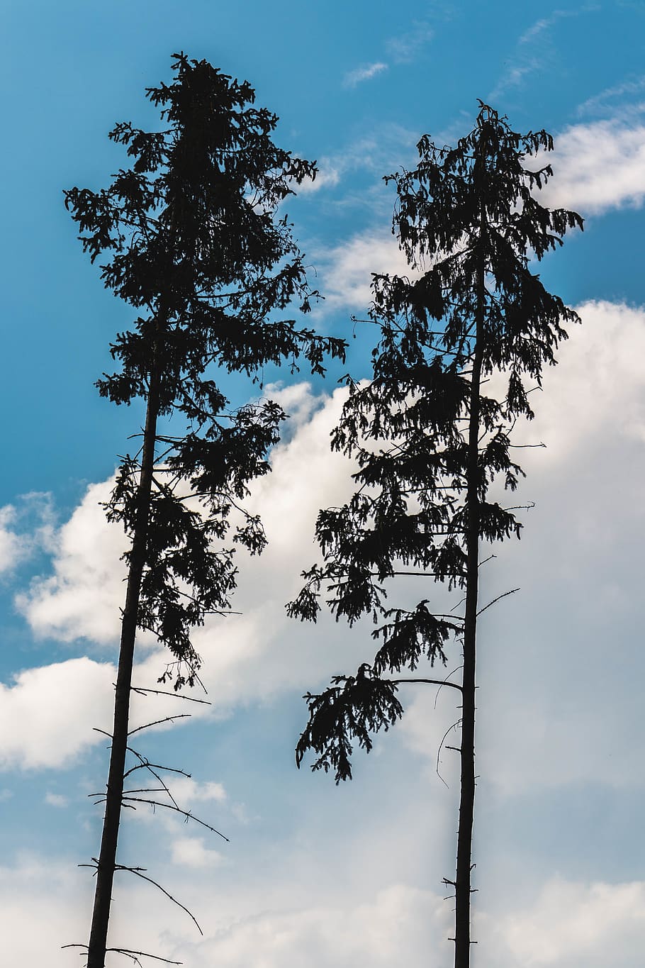 forest, cloud, clouds, sky, tree, 2, cloud - sky, plant, low angle view HD wallpaper