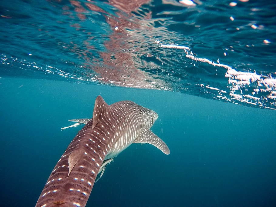 Watching a whale swim., animal, fish, water, shark, nature, sea life HD wallpaper