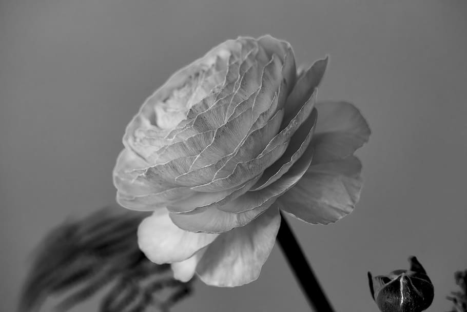 flower, ranunculus, blossom, bloom, spring flower, close up HD wallpaper