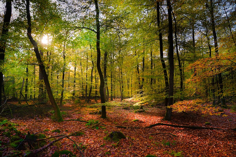 dark, forest, light, hdr, landscape, mysterious, mystical, nature HD wallpaper