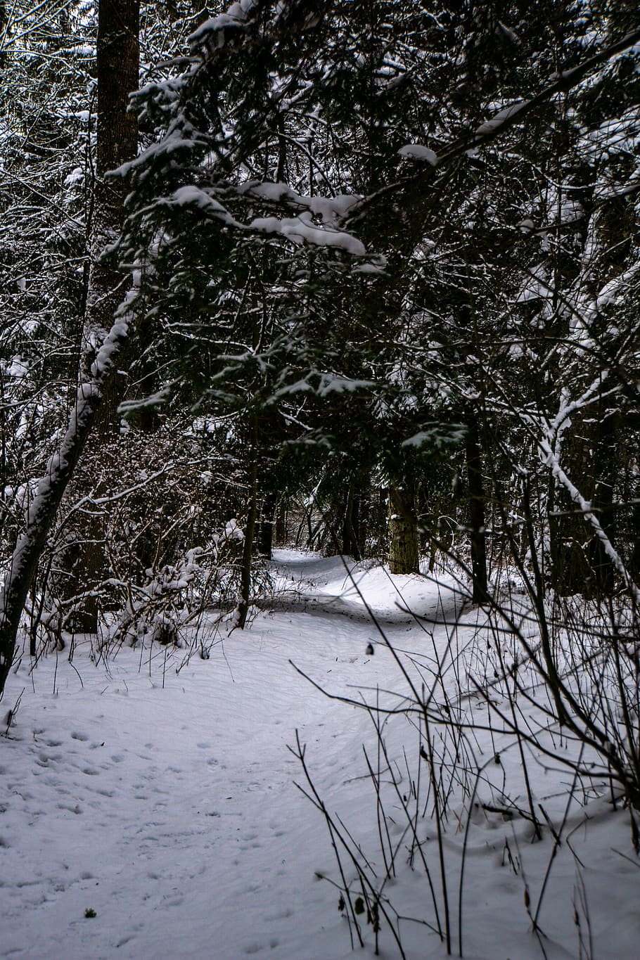 icy covered tree, austria, styrium, path, walk, winter, snow HD wallpaper