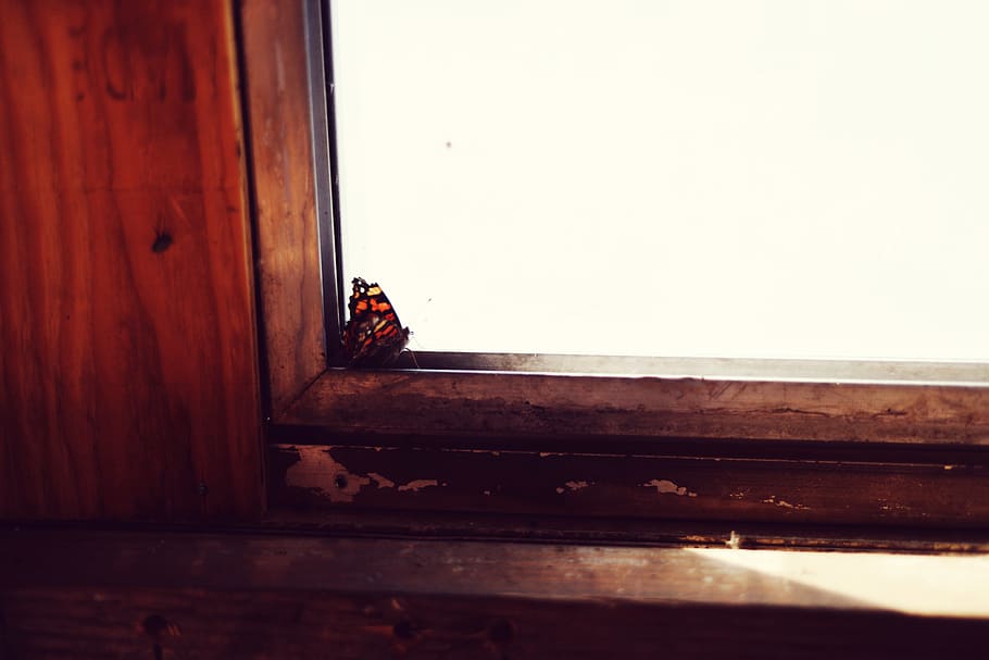 butterfly, corner, window, moody, nature, insect, wood - material HD wallpaper