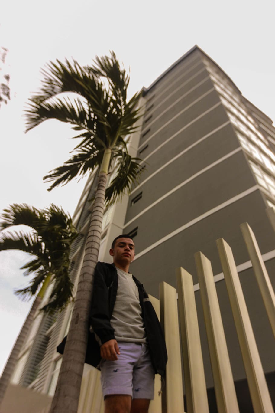 plant, tree, palm tree, arecaceae, human, person, building HD wallpaper