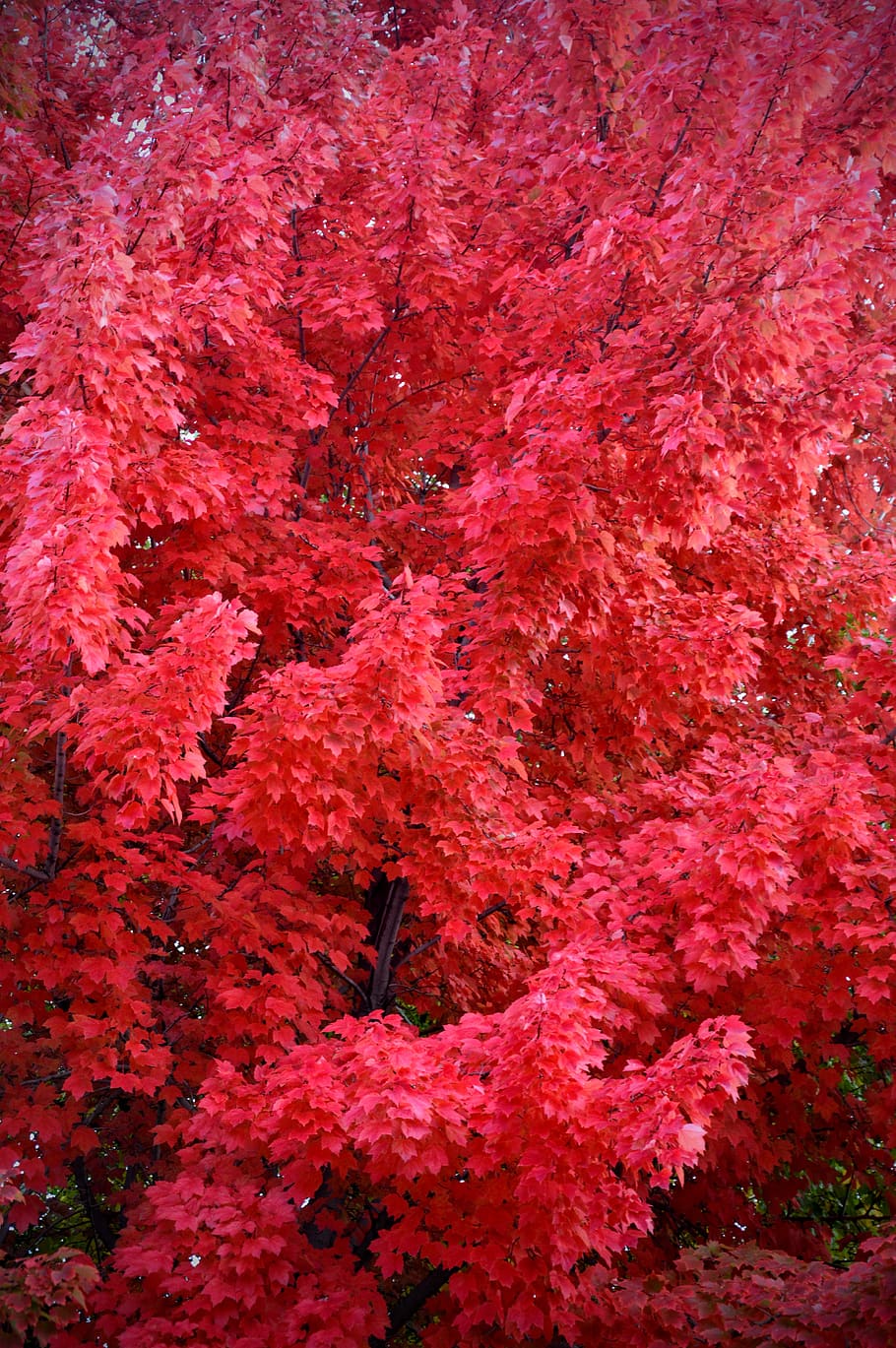 red, fall, fall colors, tree, leaves, full frame, no people HD wallpaper