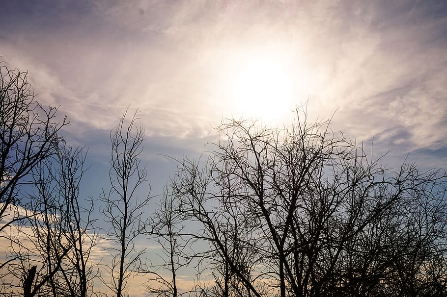trees, sky, outside, clouds, blue, summer, sunny, spring, beautiful HD wallpaper